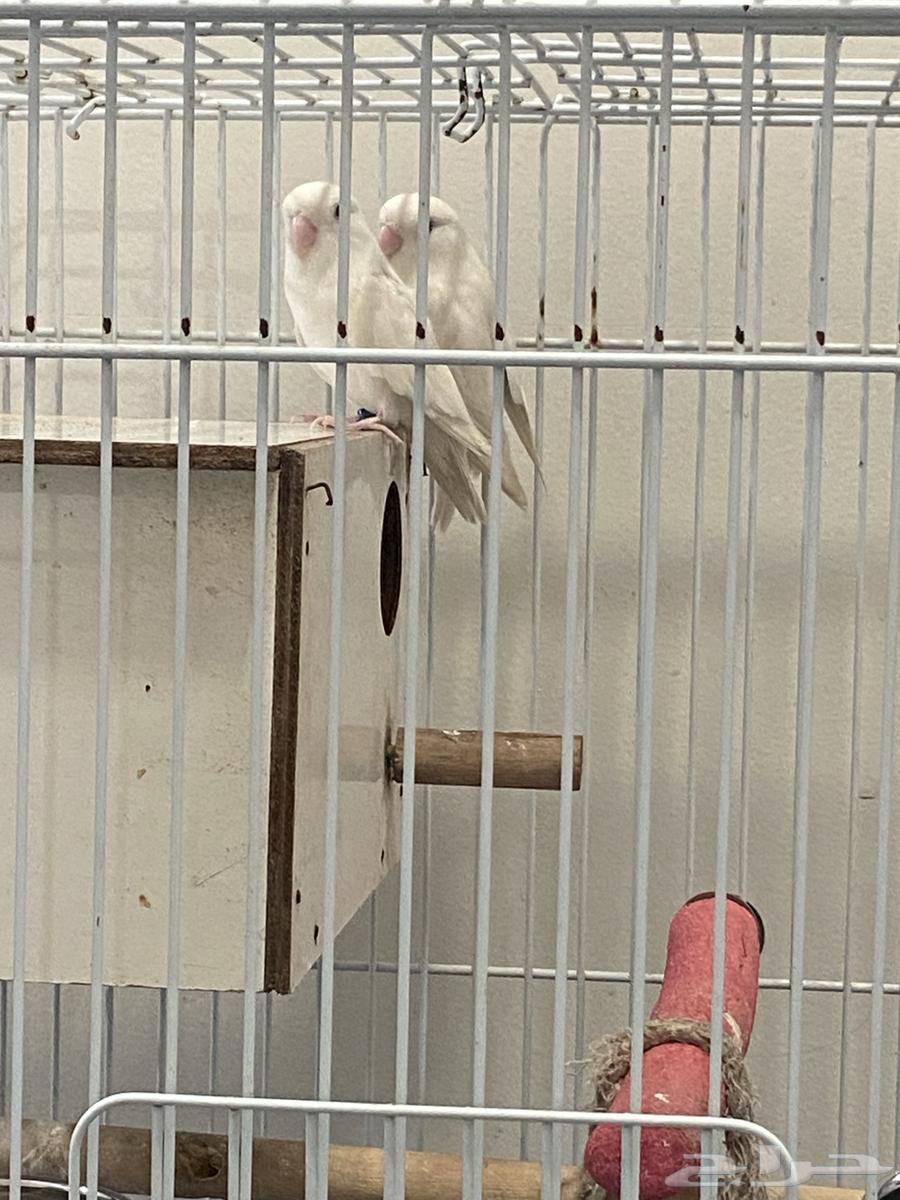 جوز روز البينو64533563909635110