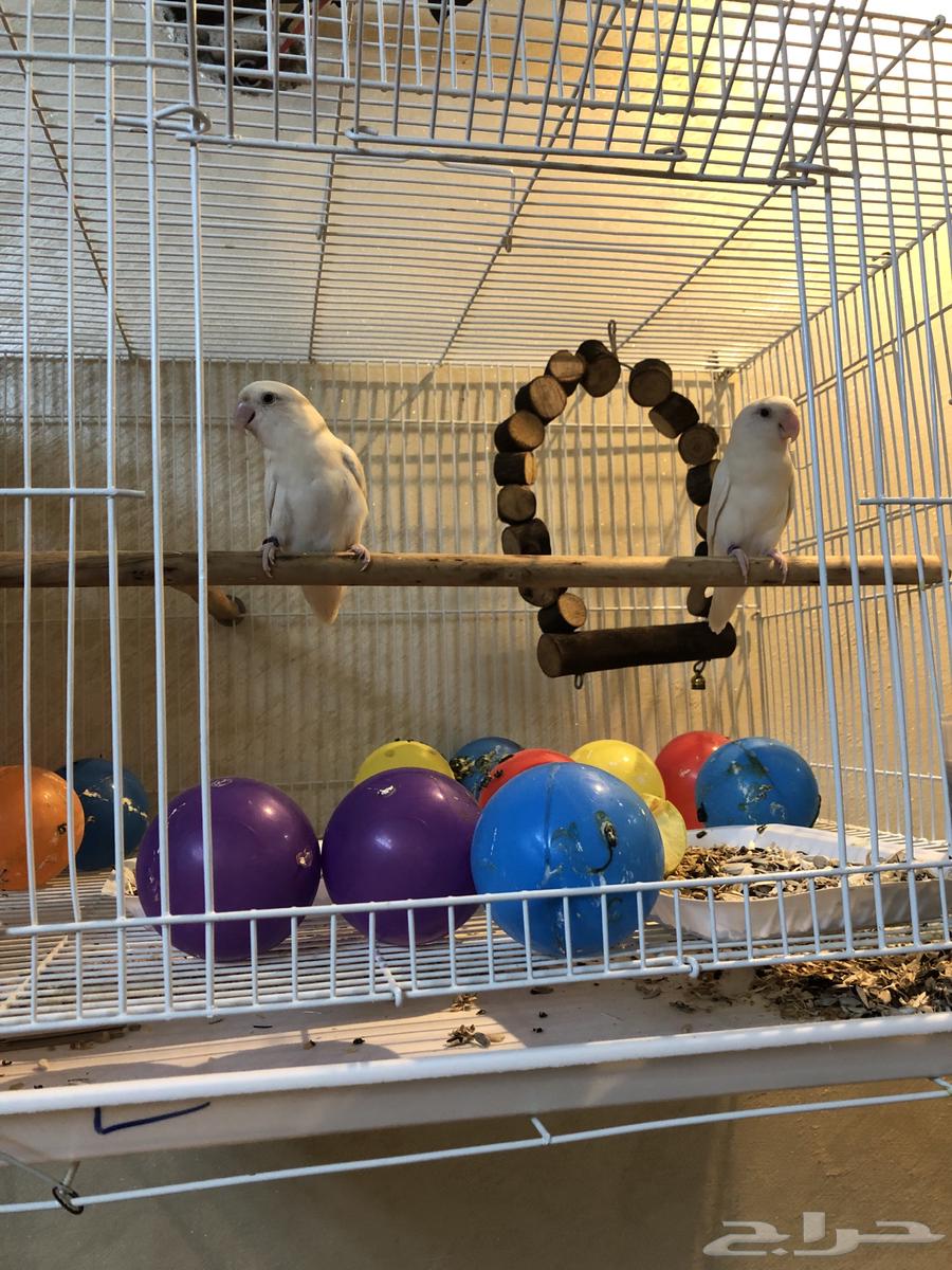 جوز روز البينو شرط منتج64532804797442110