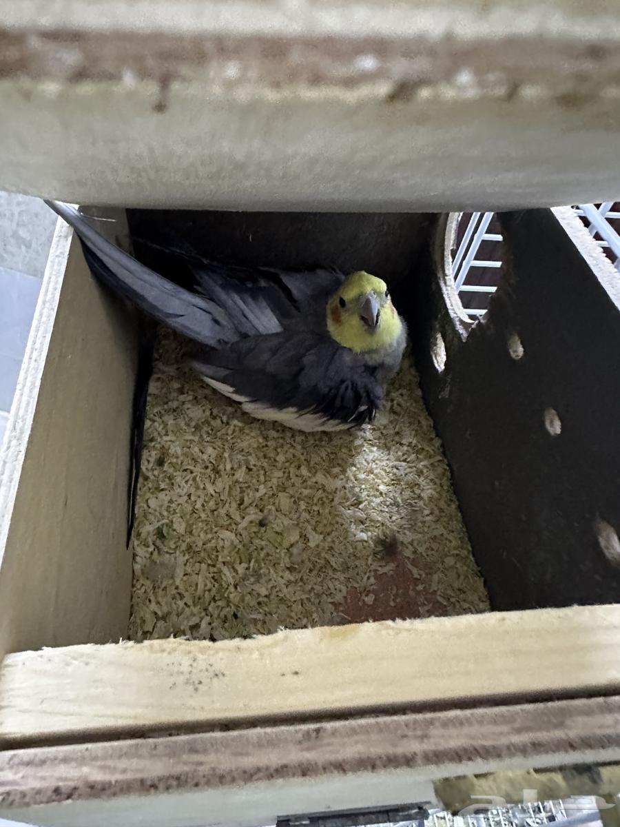 كروان وباجي للبيع64534155915778111