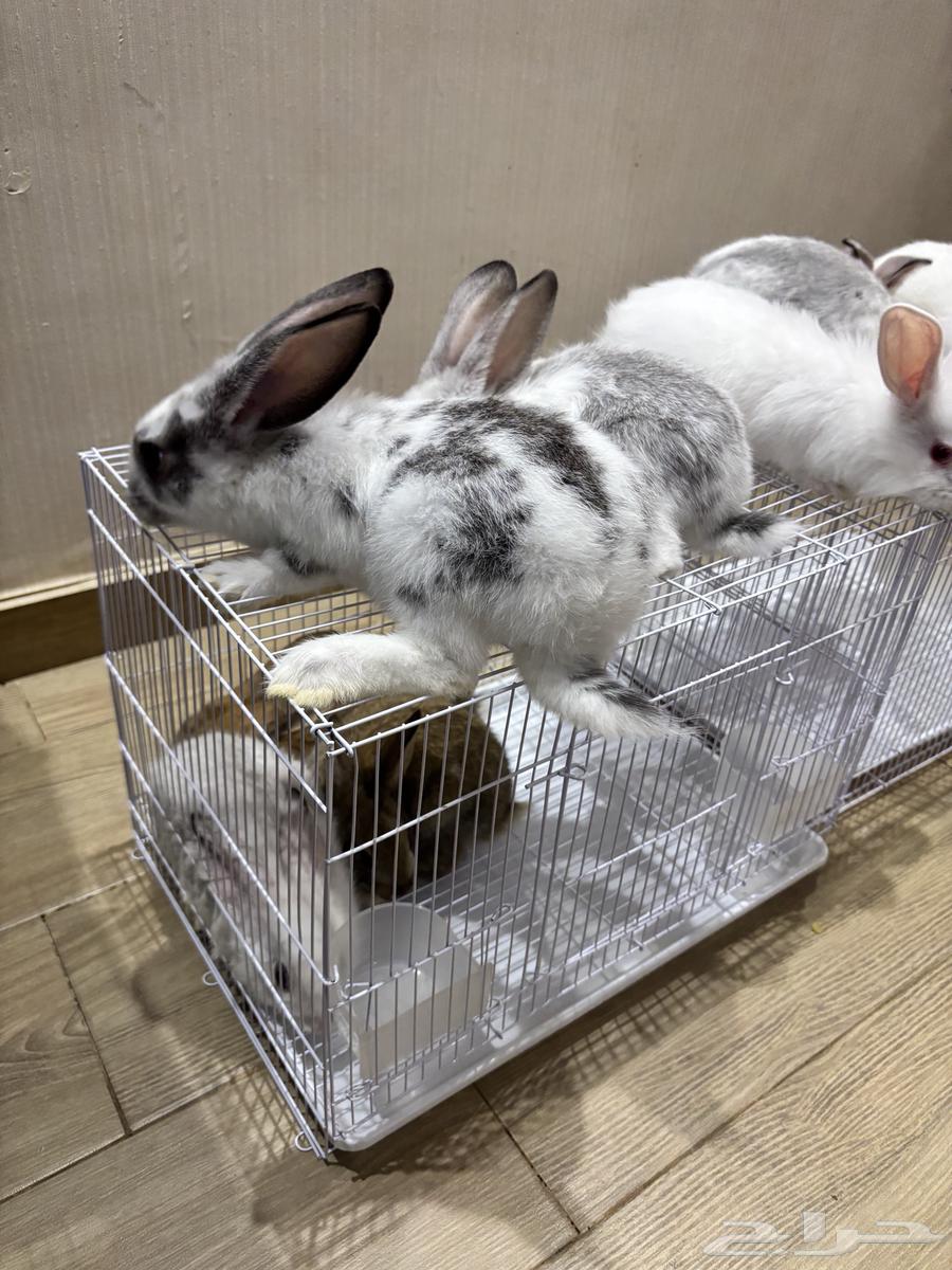 Rabbits64533705405059110