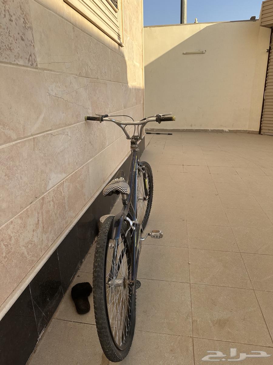 كوبرا للبيع64532014606594111