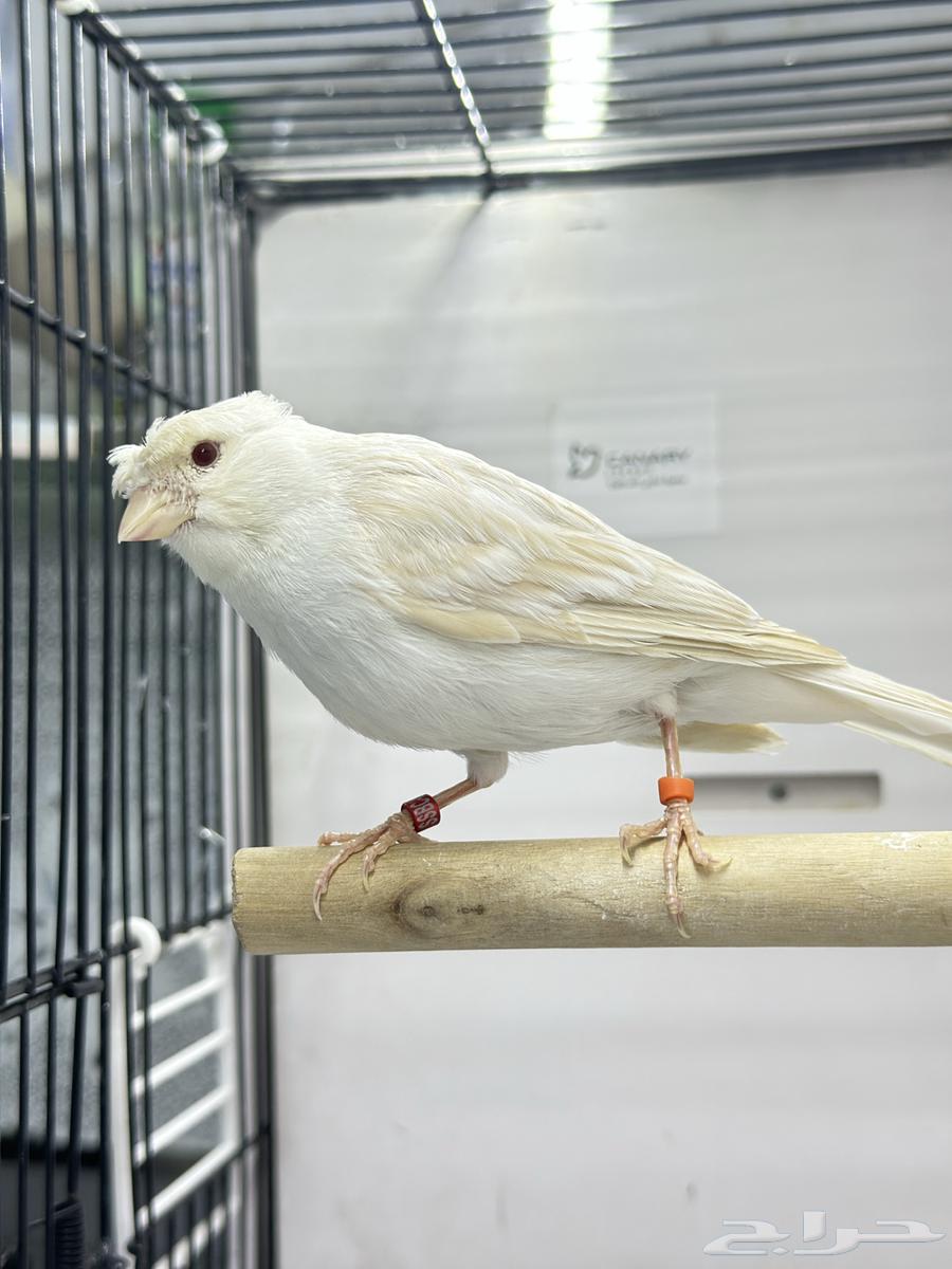 كناري ساتينيت للبيع64530402144643113