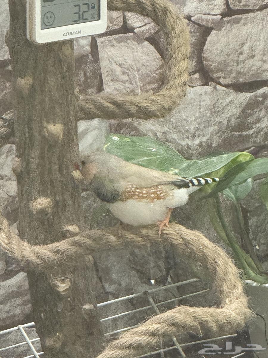 جوز زيبرا هولندي64530247907586114