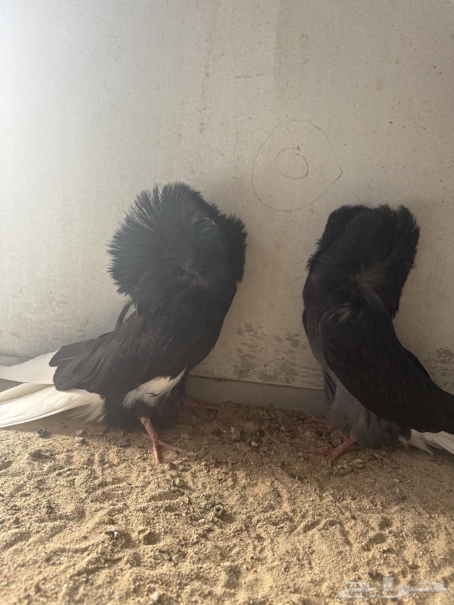 طبات فرايد حوامل رديوس64533291597827112