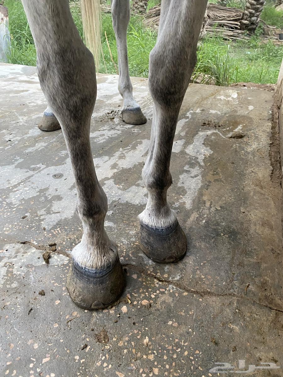 فرس عربية شعبية64532240863875114