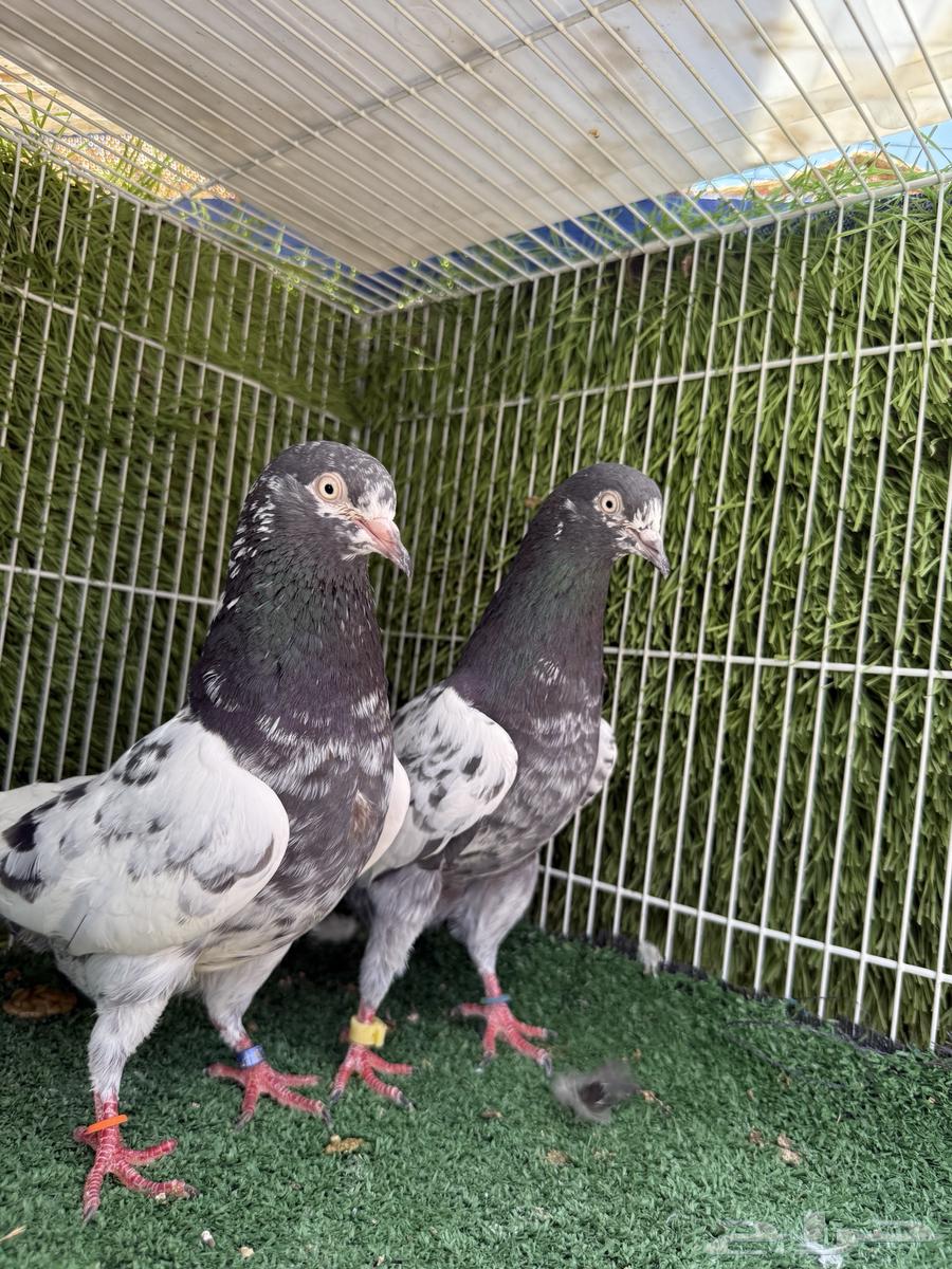 جوز تيدي اساس توب مستوى64529093144962114