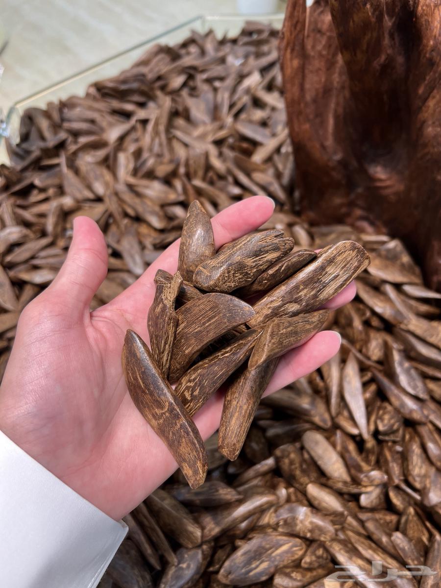 عود بايلوت 1200 ريال سعر الكيلو64533662743938112