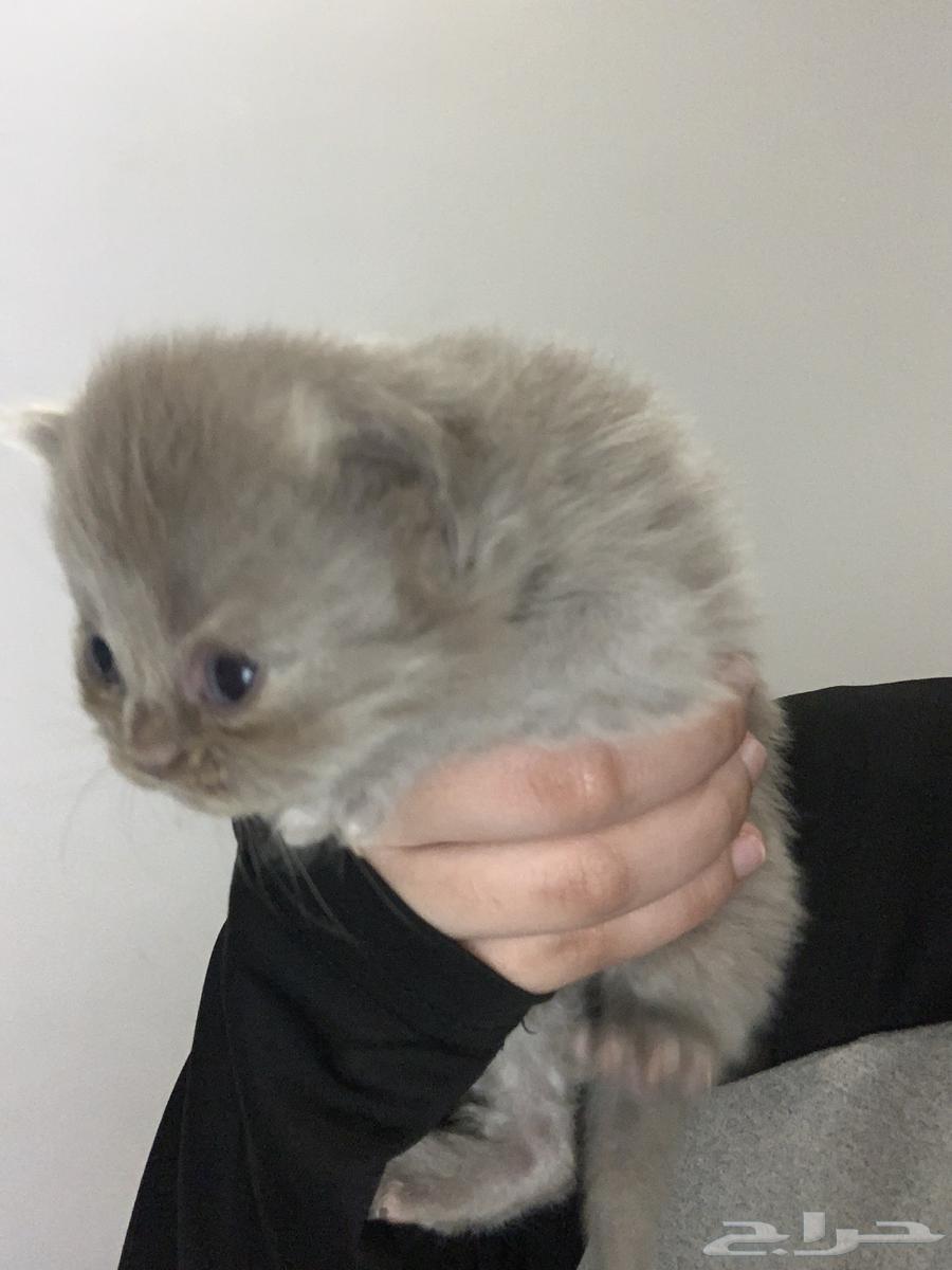 Cats64533450971138112