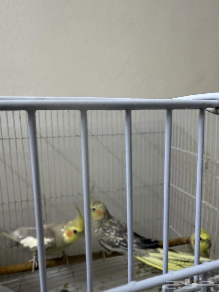 كروان ببغاء طيور64532339693185112