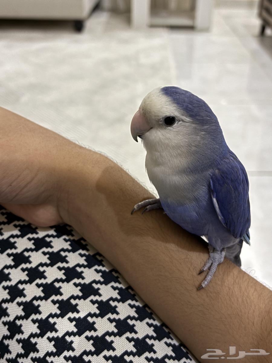 Bird of the day64533563925377114