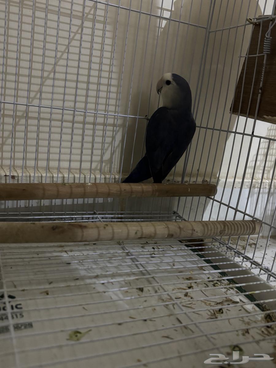 Bird of the day64533563925377111