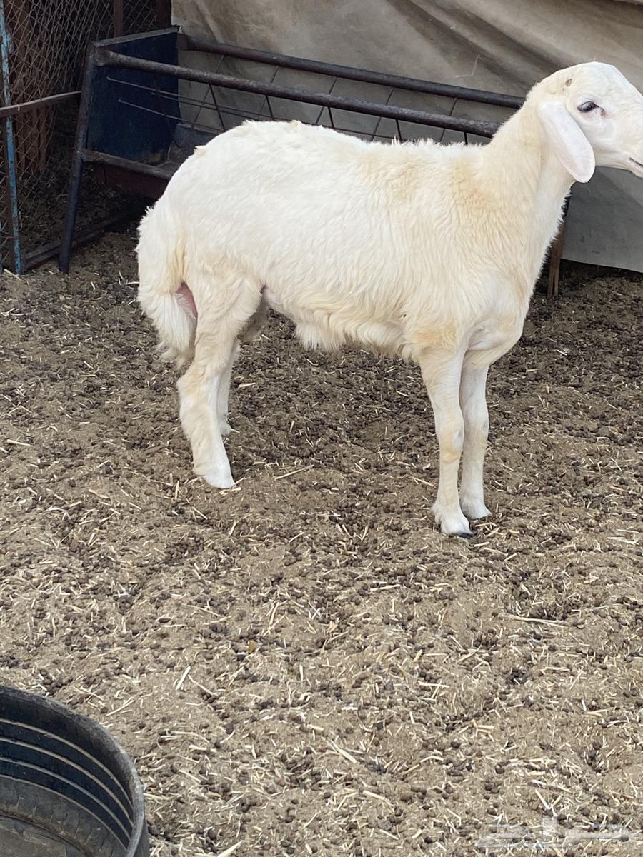 طلي حري تبريكه جبر ونظيف64528593754114110