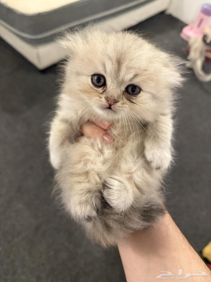 Scottish Fold64530416181634111