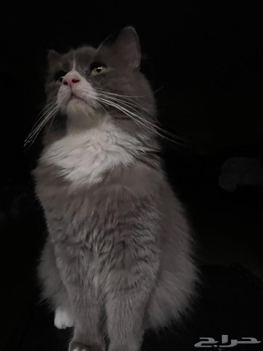 للبيع قطه انثى كبير وقط ذكر صغير السعر مفتوح ما اقدر اربيهم64531238641025110
