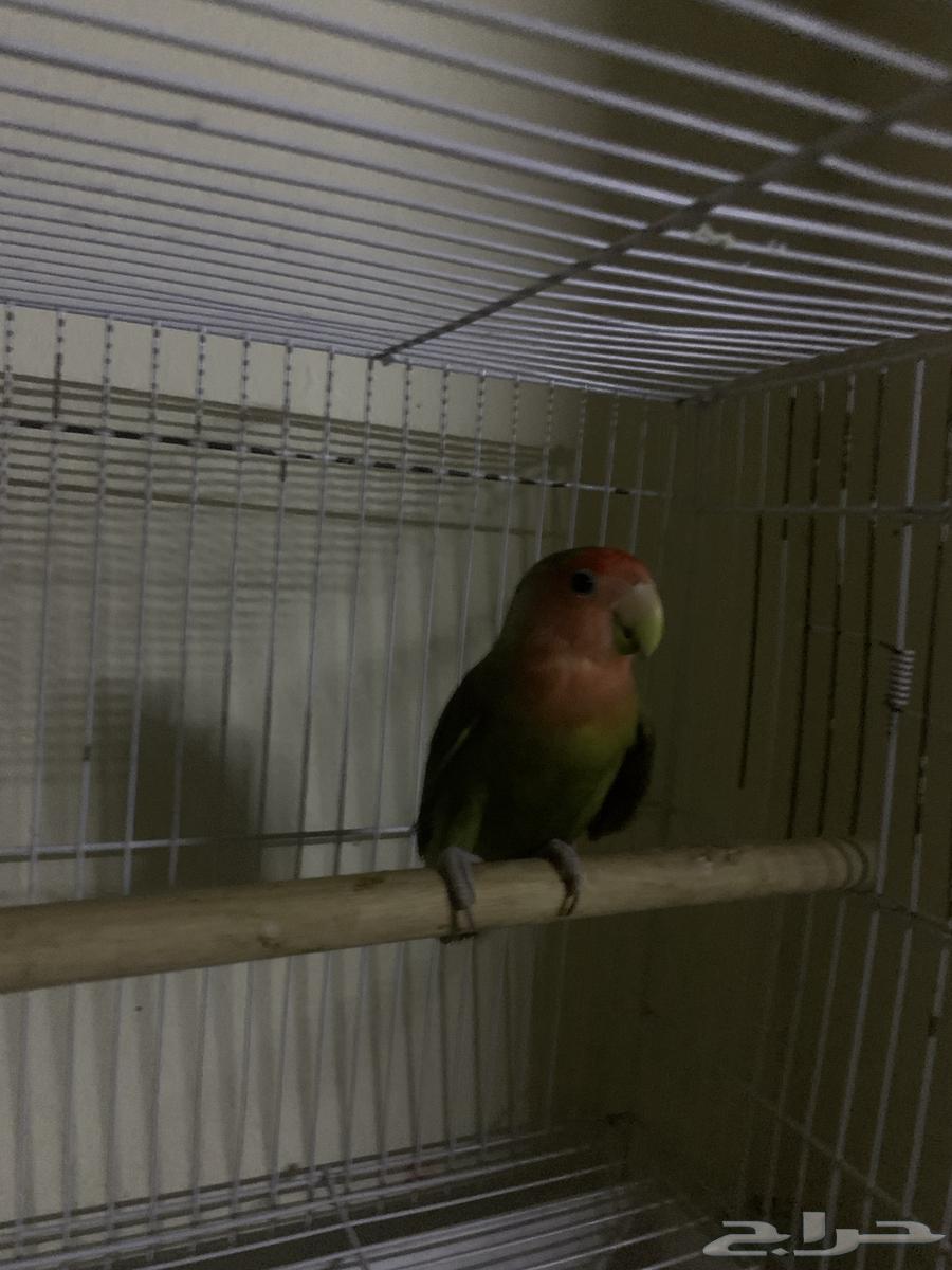 عندي طير للبيع64528153850883111