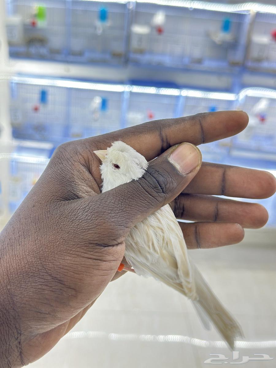 كناري ساتينيت للبيع64530402144643110