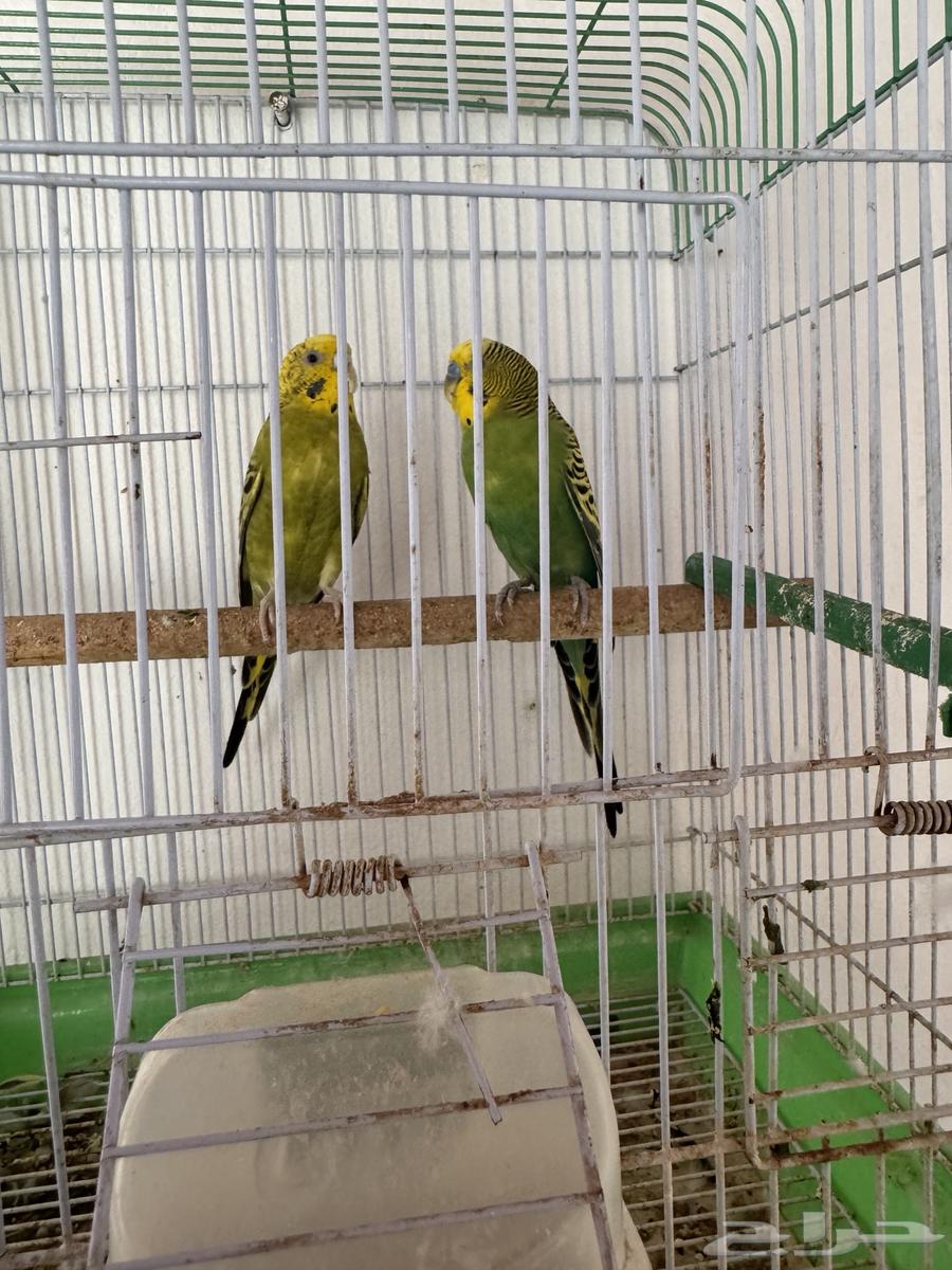 Pair of Budgies64531491139329111