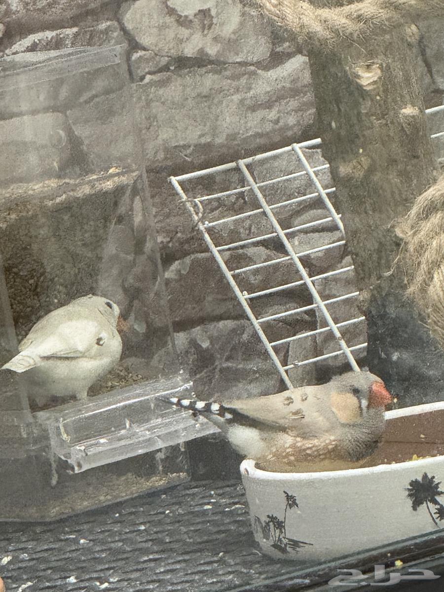 جوز زيبرا هولندي64530247907586110