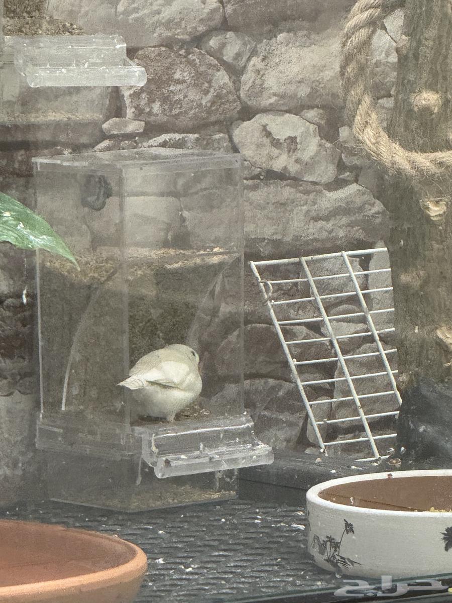 جوز زيبرا هولندي64530247907586112