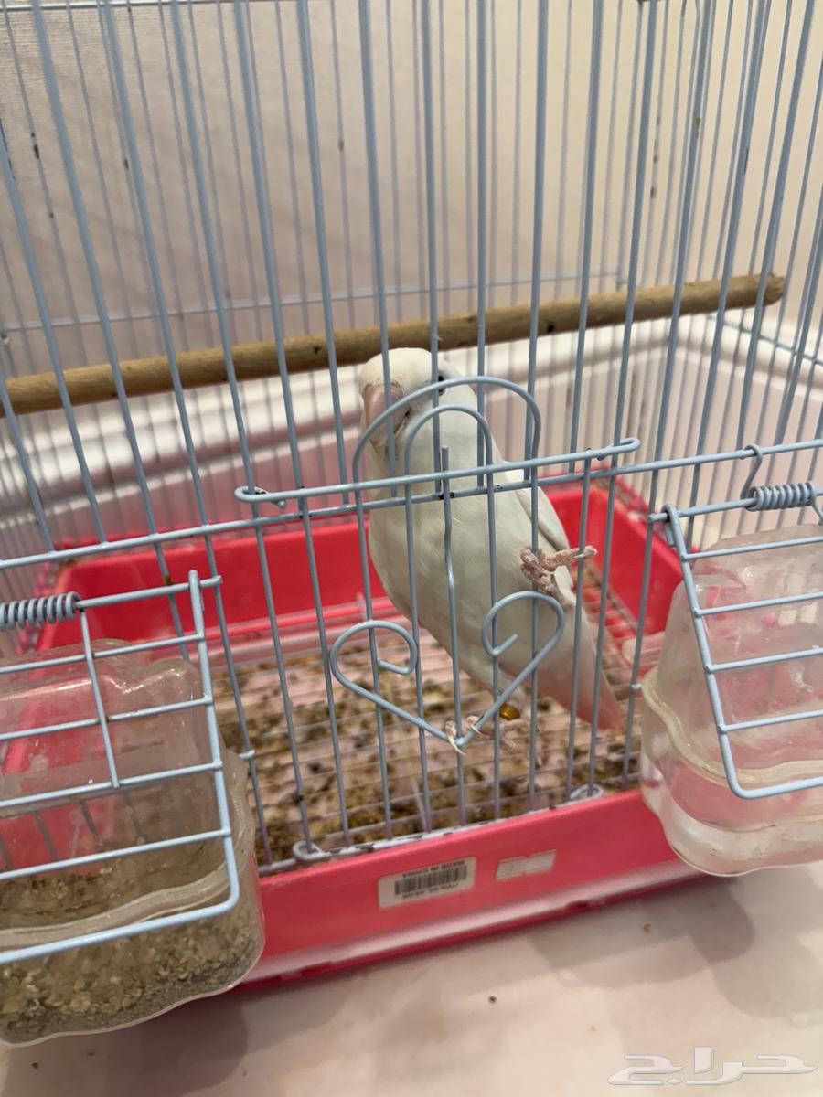 ببغاء دره وببغاء ابيض صغير بيع مستعجل (تم البيع)64533090527362111