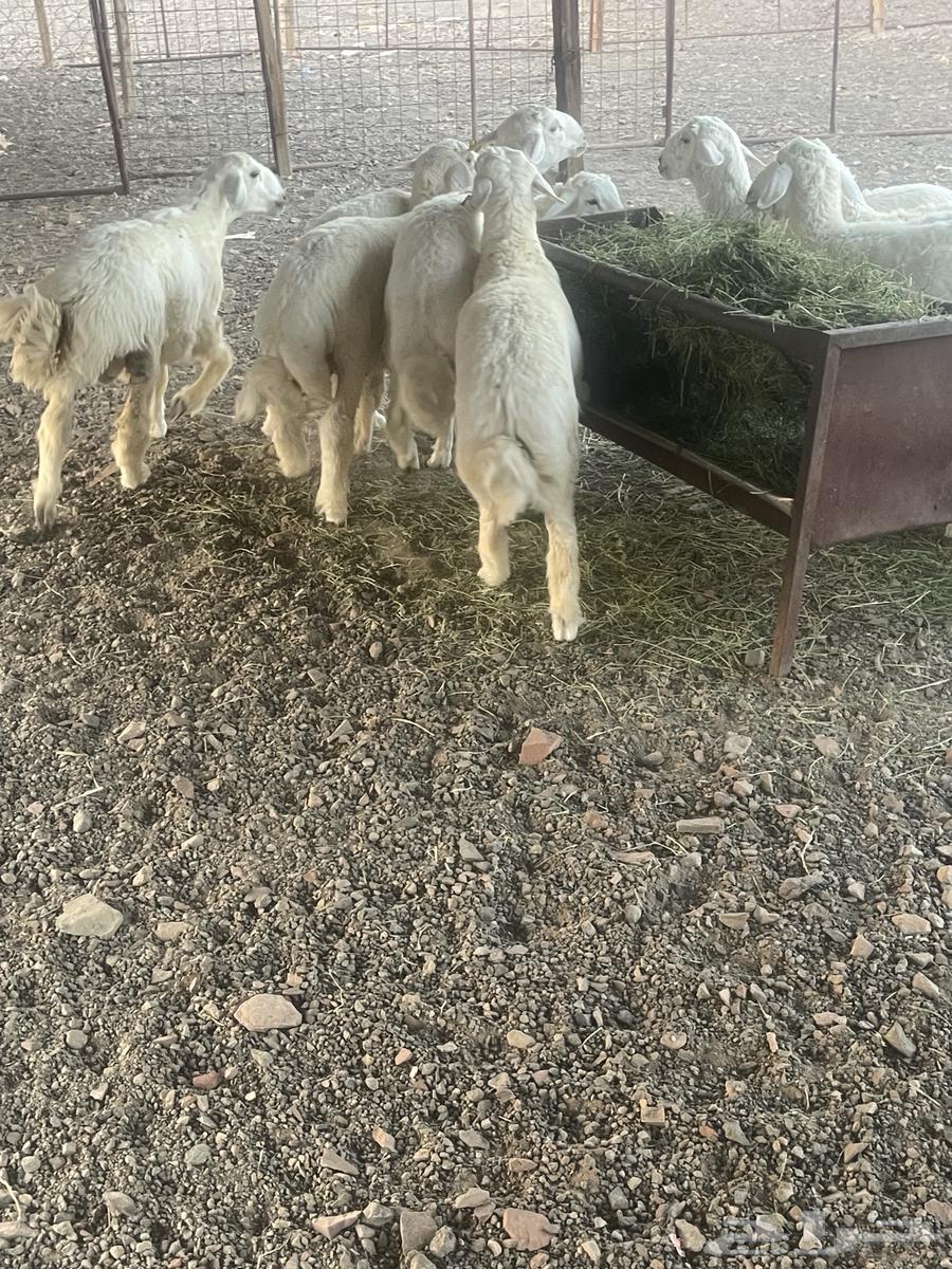 طليان حرية نظيفة على الشرط64534028870786110