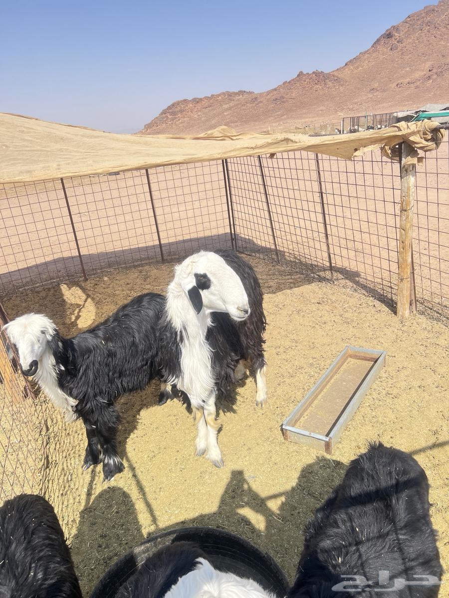 خروف فحل نجدي64534761578753113
