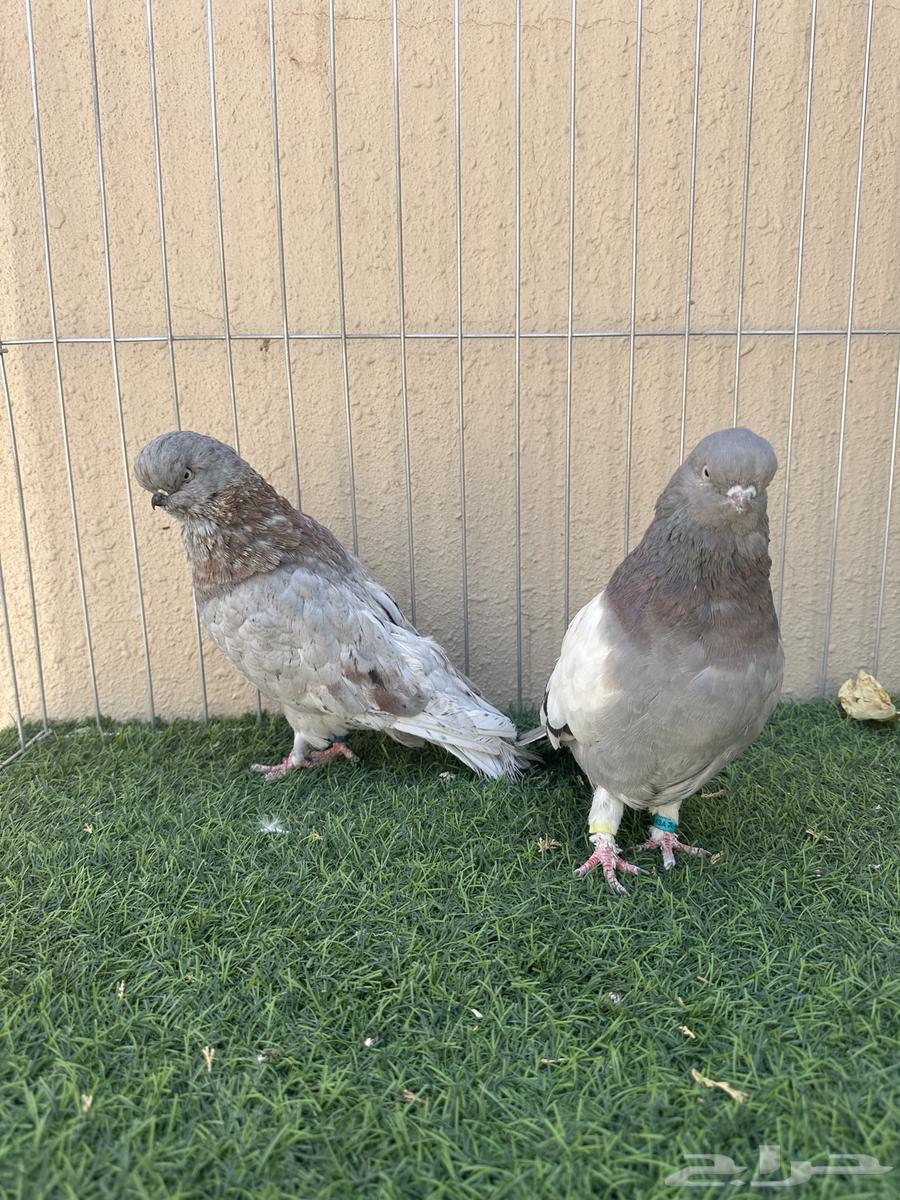 جوز لونق فيس كلين64529769801089112