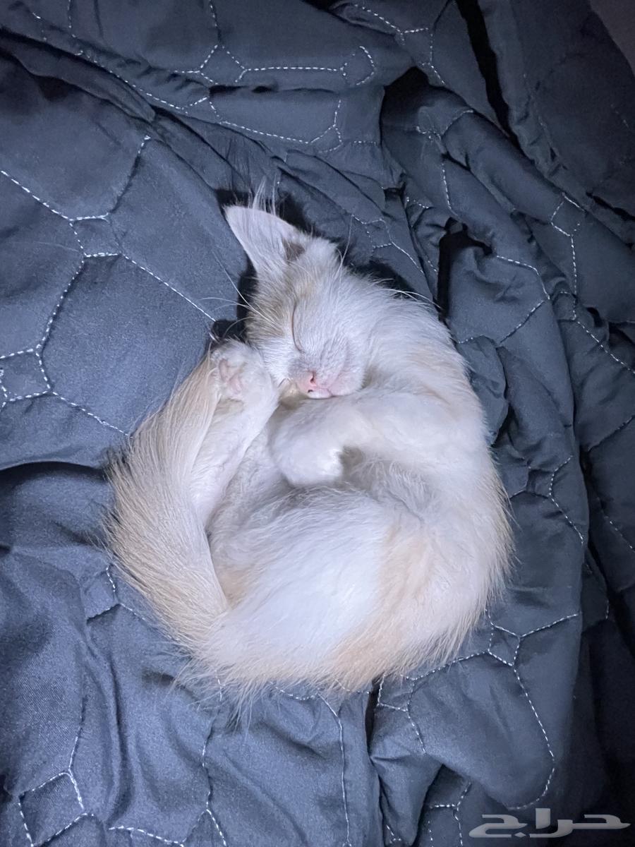 للبيع قطه انثى كبير وقط ذكر صغير السعر مفتوح ما اقدر اربيهم64531238641025112