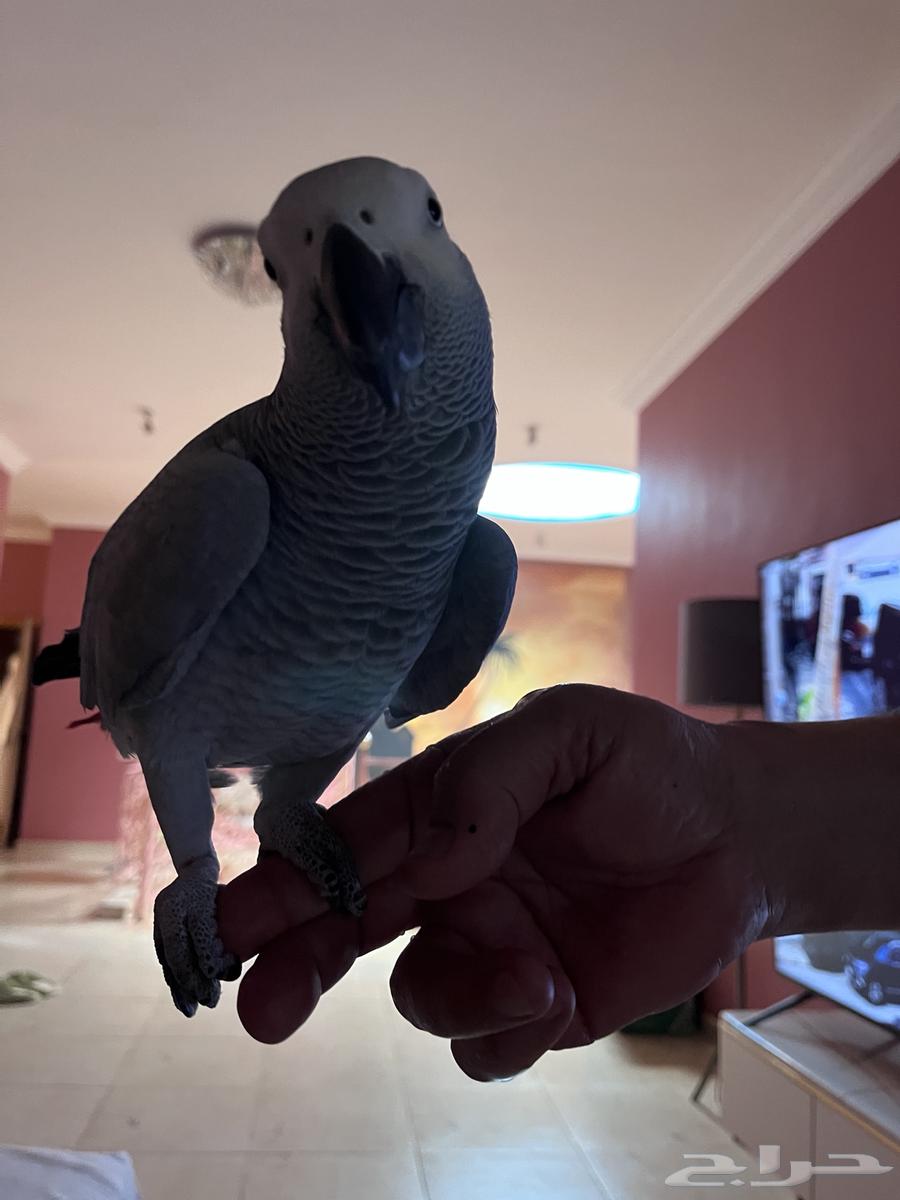 بغبغان كاسكو افريقي64529882753539111