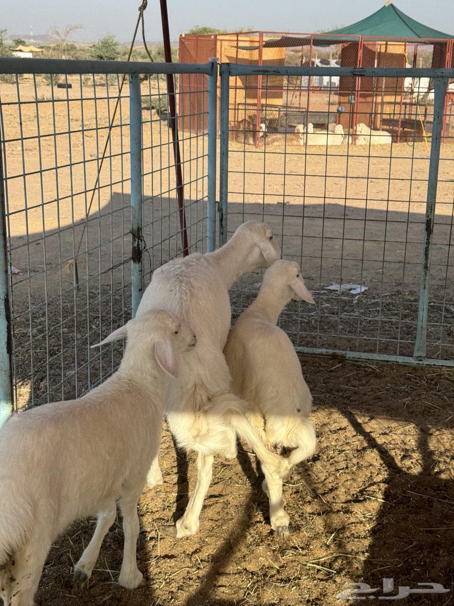 شاه خلفه64531449147906112