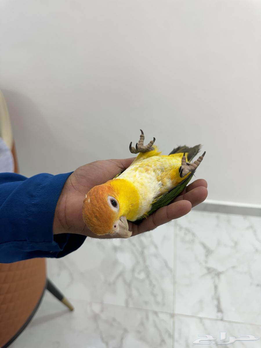 افروخ كايك وايت بلي64530897019139112