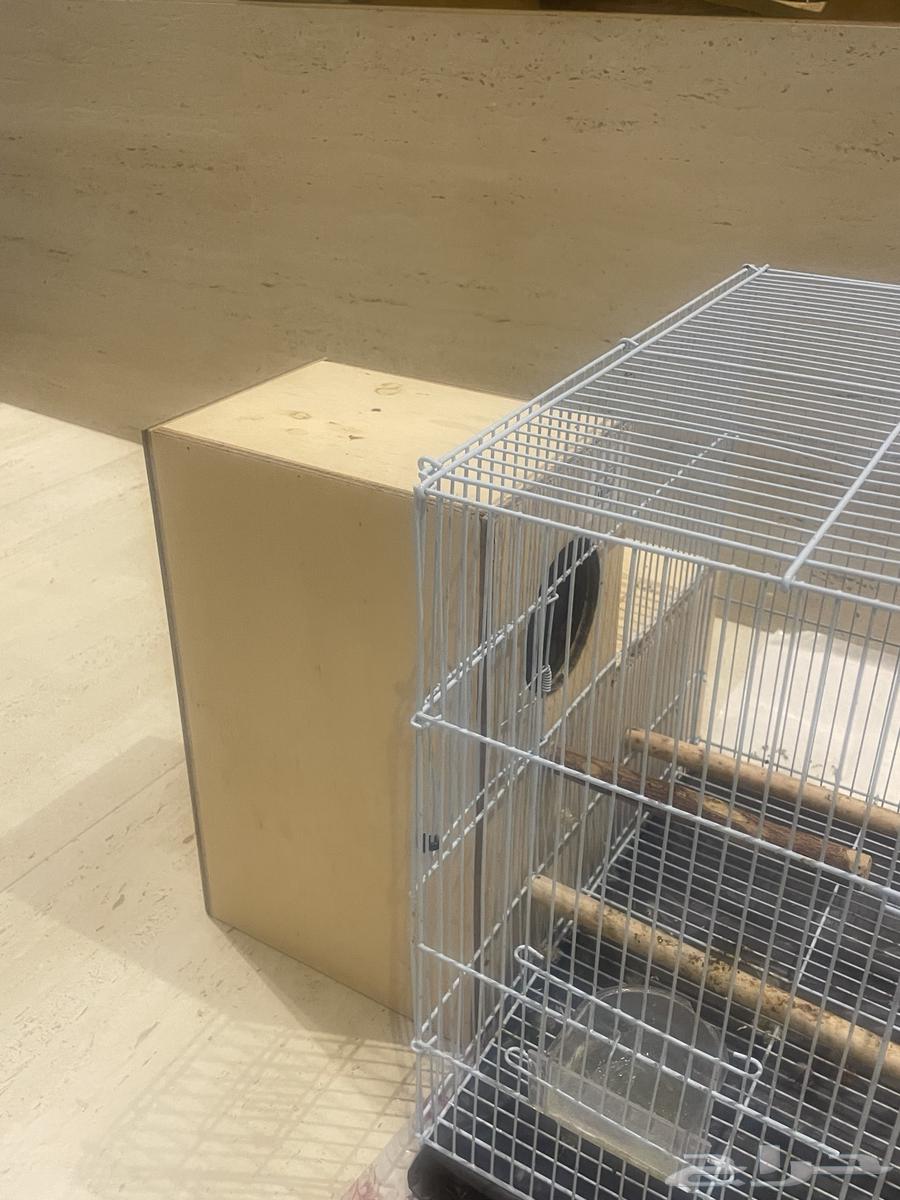 زوج طير اللوري64530473084674112