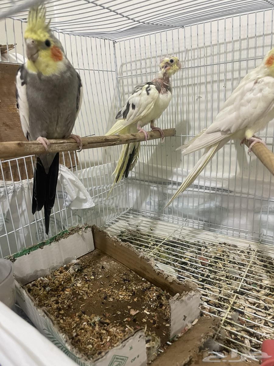 Animals64533190355843112