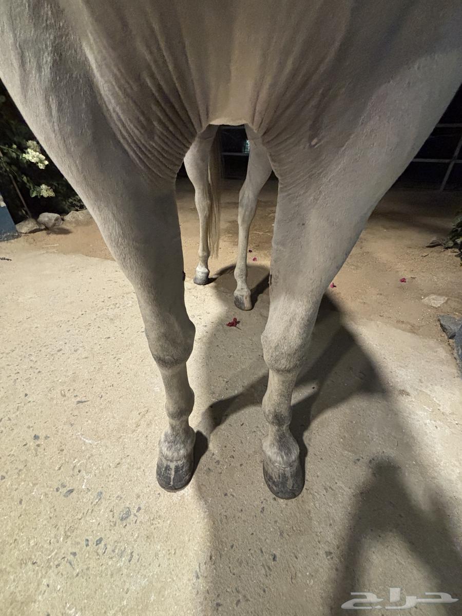 الخيل شعبي شيخخ64534071212802112