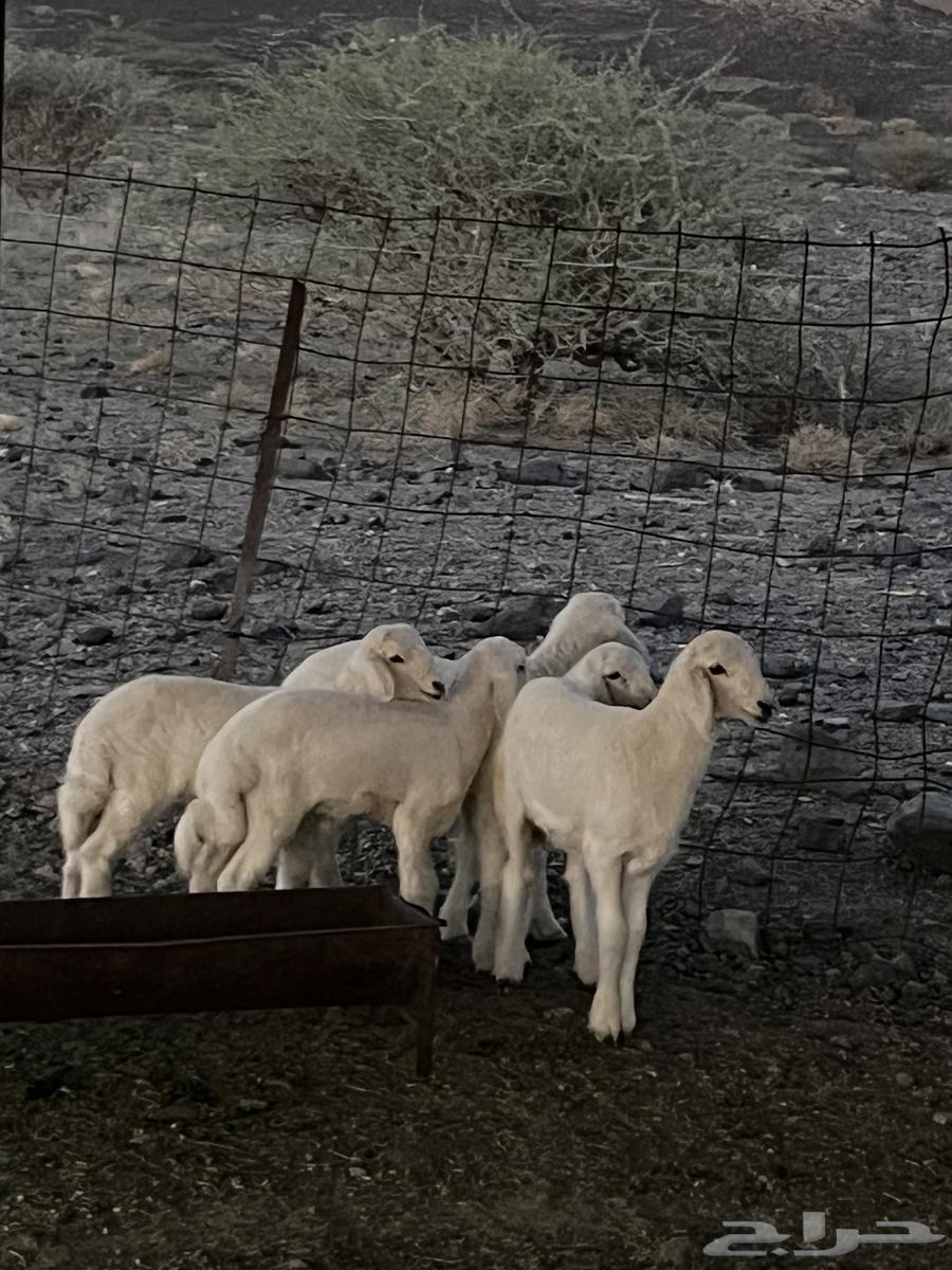 بهم للبيع 4 رخال وطلي64533061683842110