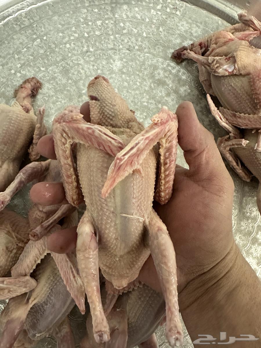 فروخ -زغاليل-بسابيس-فراخه-حمام فرنسي64533536009345110