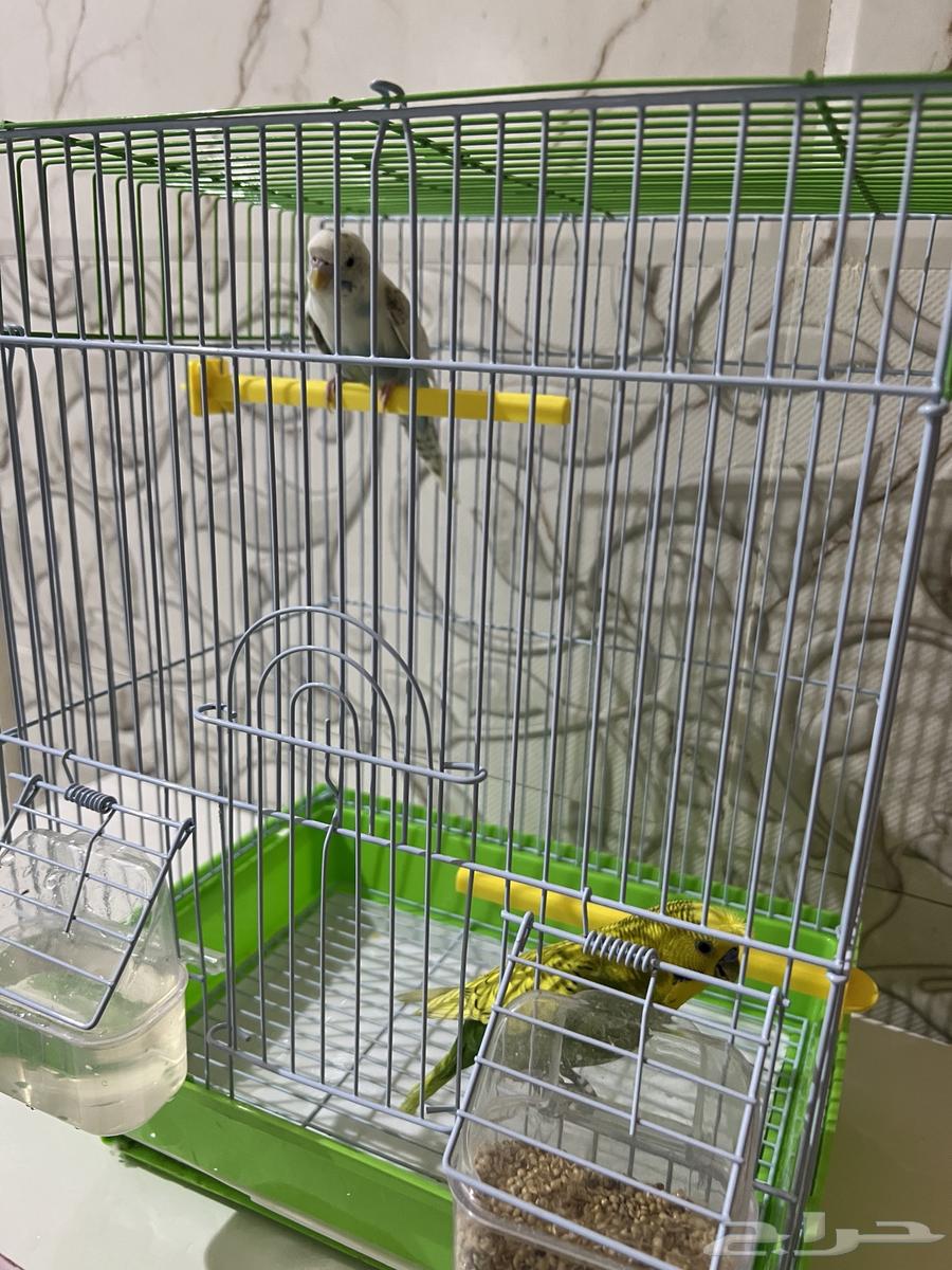 عصافير الحب ذكر وانثي للبيع ب 15064532057196929110