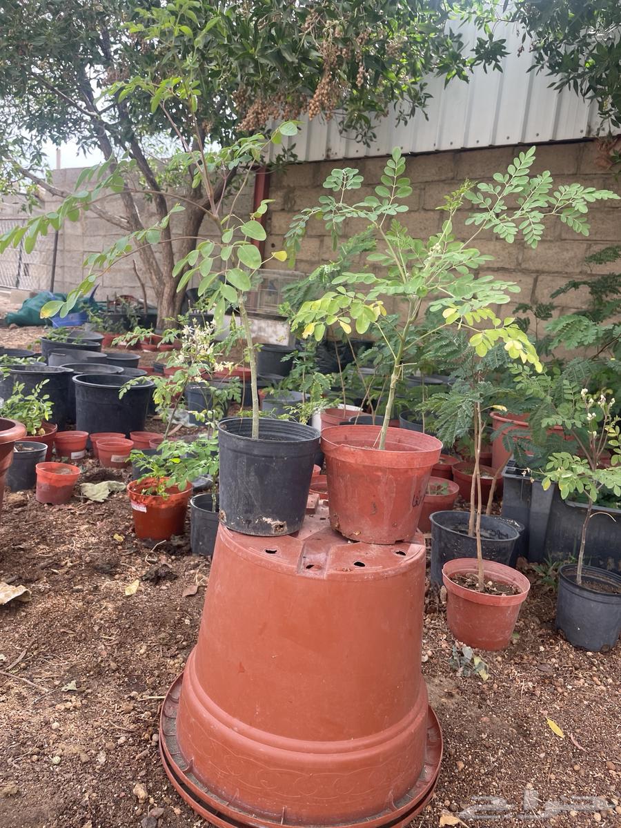 Morinqa seedlings 25 cm height, price 10 riyals, quantity available64531110794497111