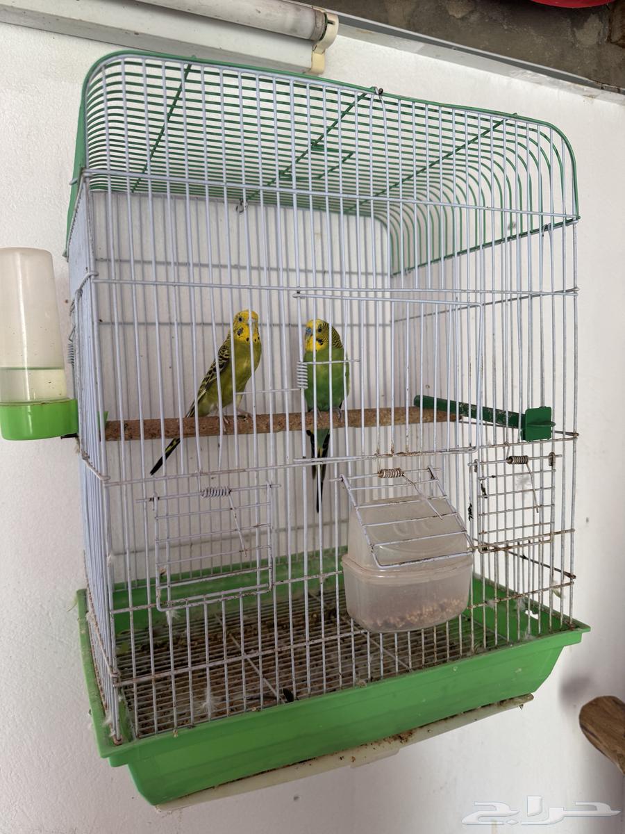 Pair of Budgies64531491139329112