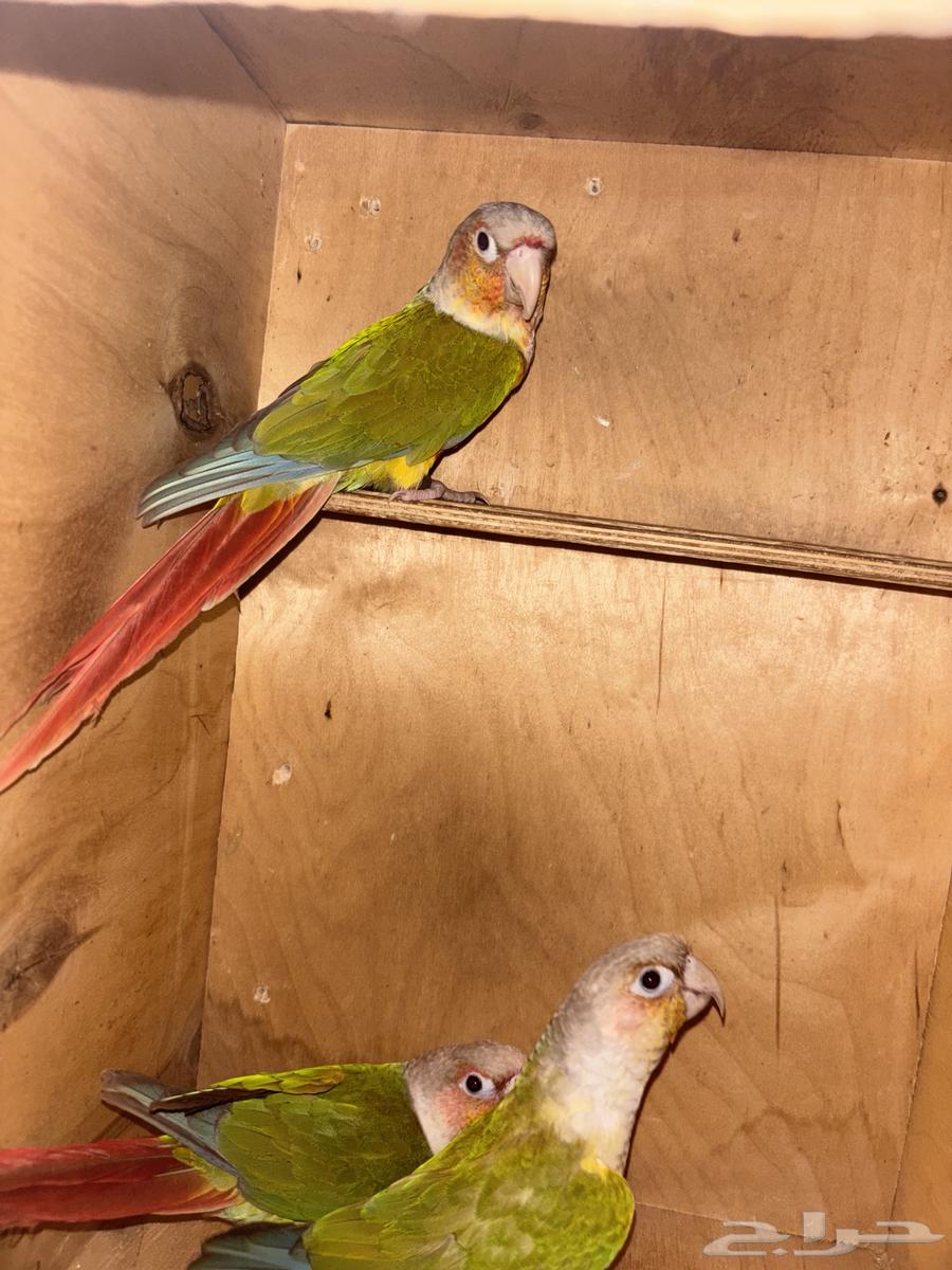 Kinyor64530656146563112