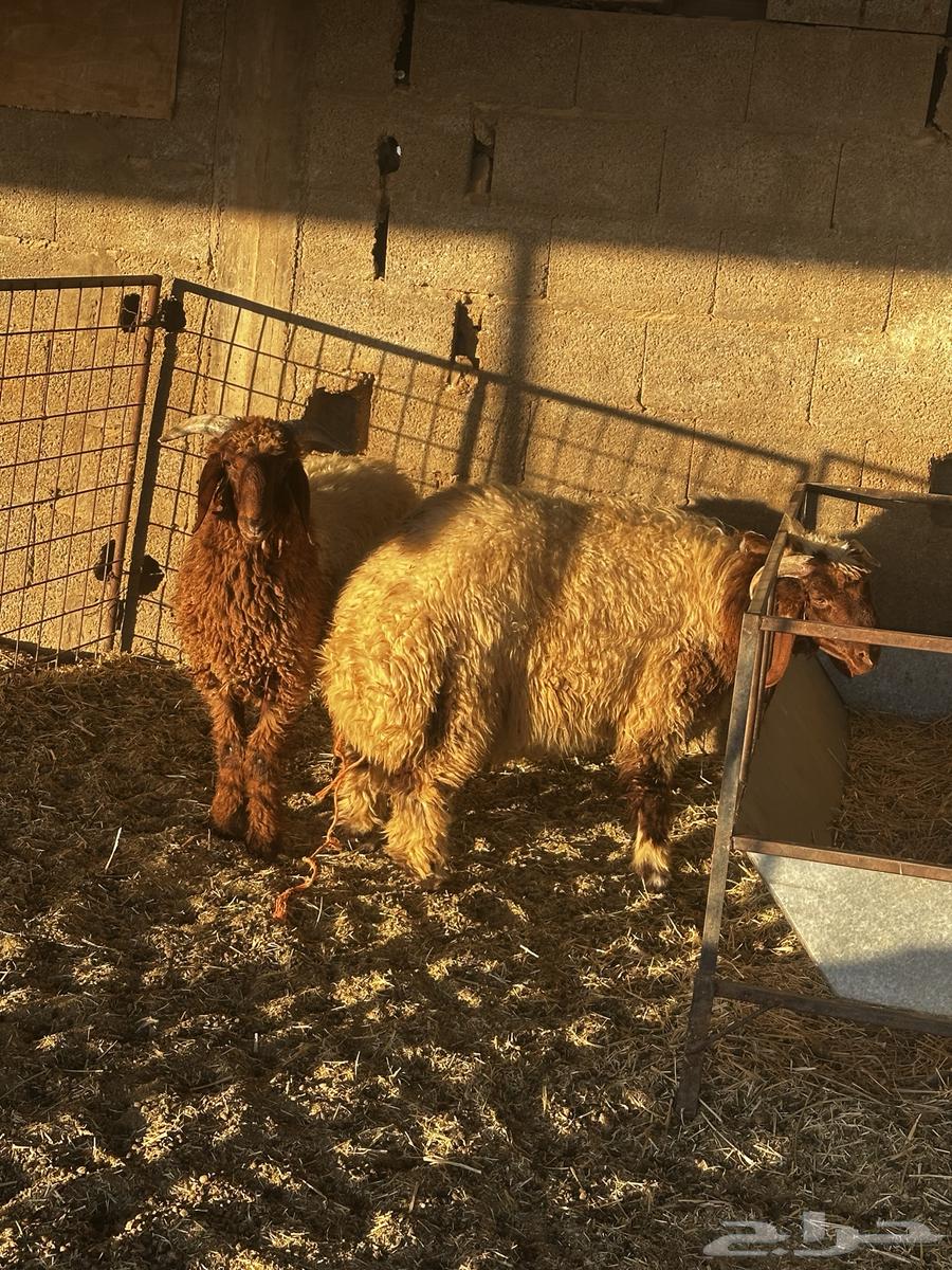 نص ذبيحه نعيمي 650 ريال فقط64533162002690111