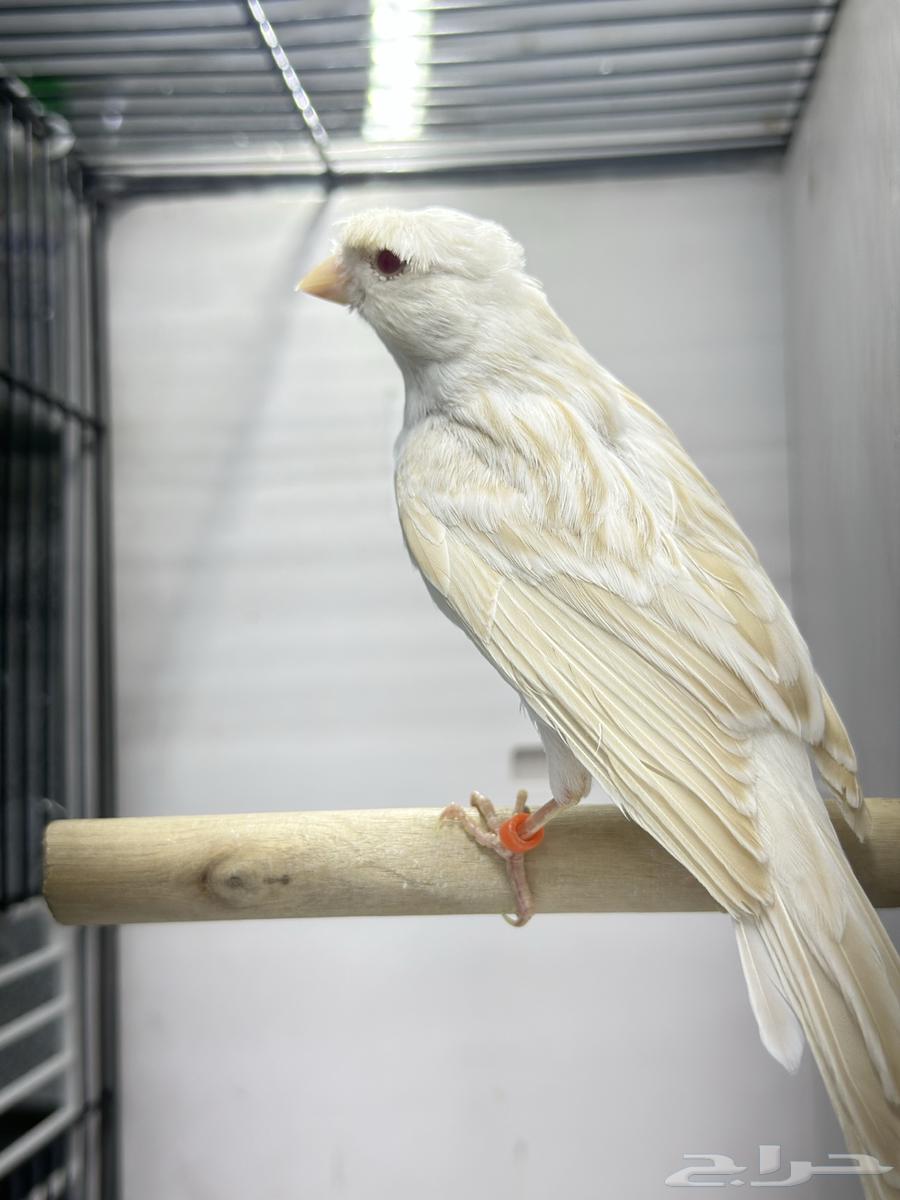 كناري ساتينيت للبيع64530402144643111