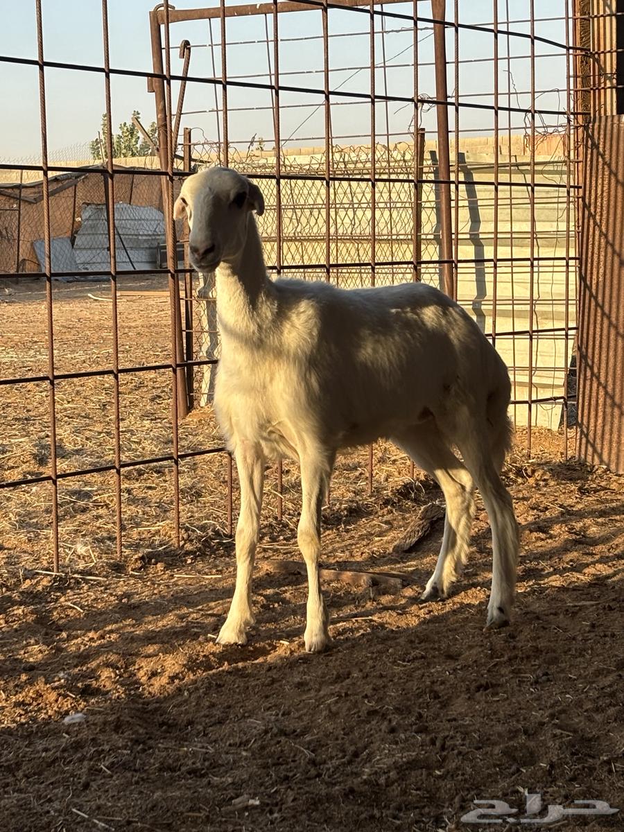 رخل للبيع64530458778114111