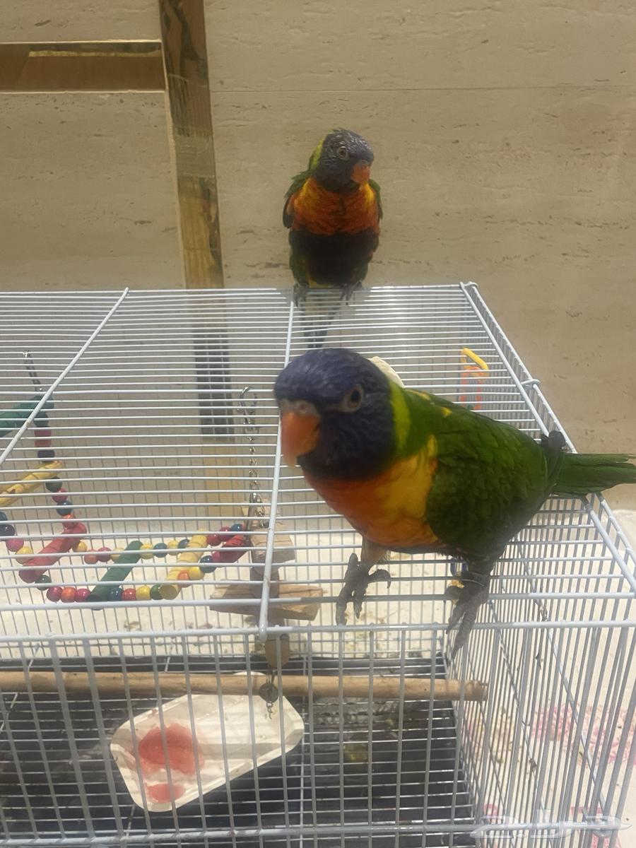 زوج طير اللوري64530473084674111