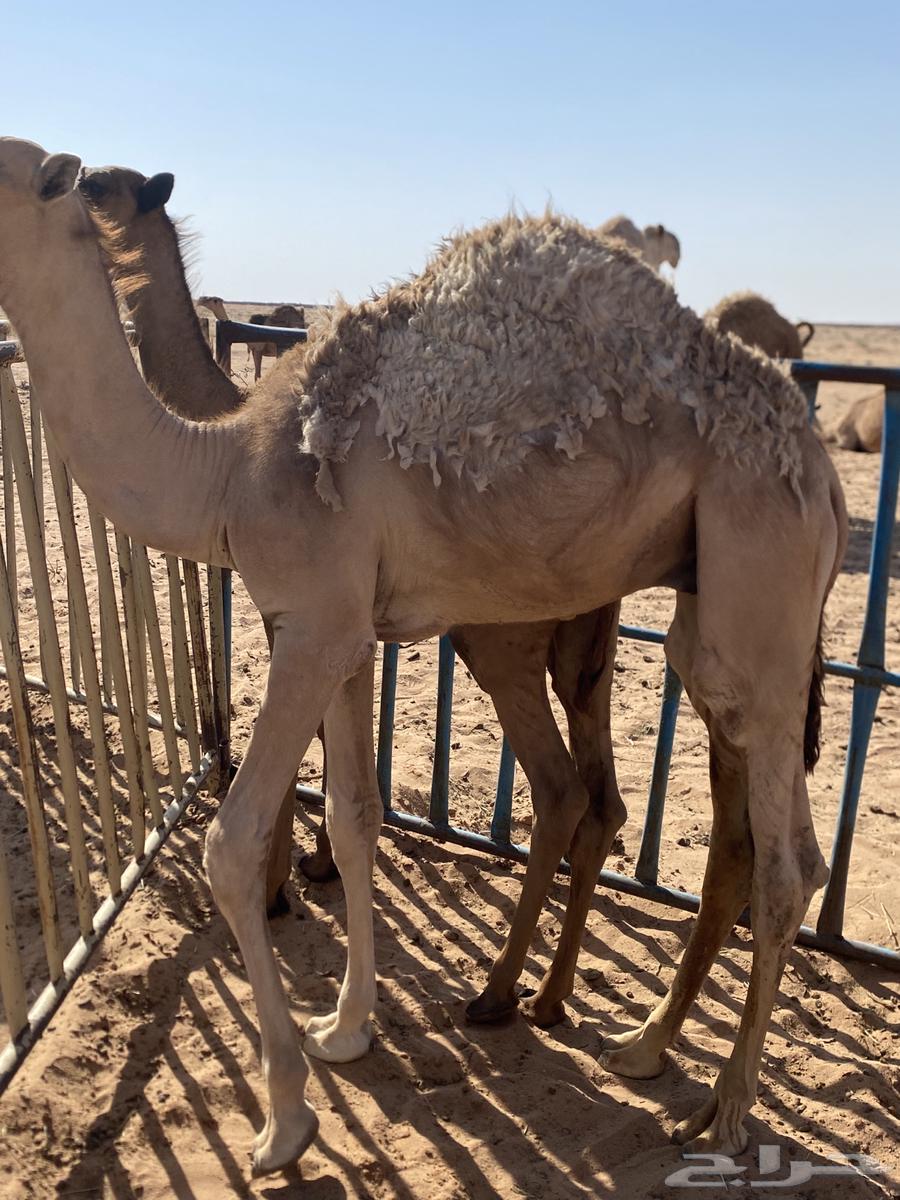 للبيع قعدان قصب64529107585538110