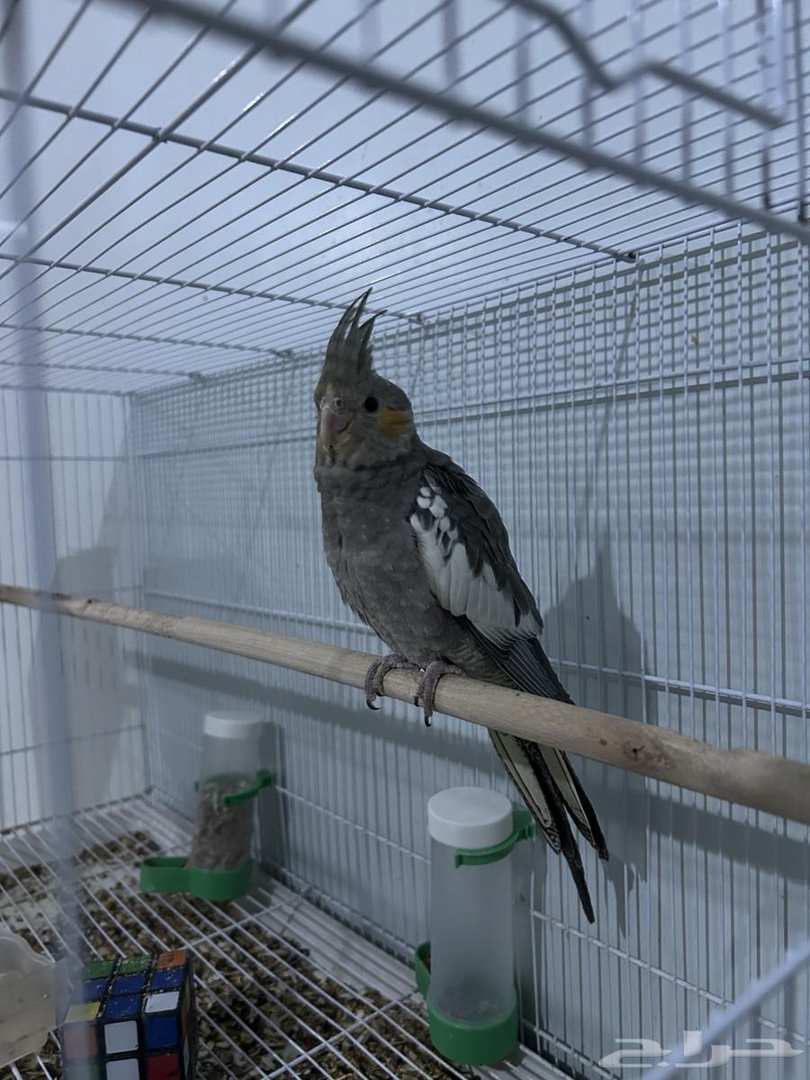 ببغاء كروان64534392396033113