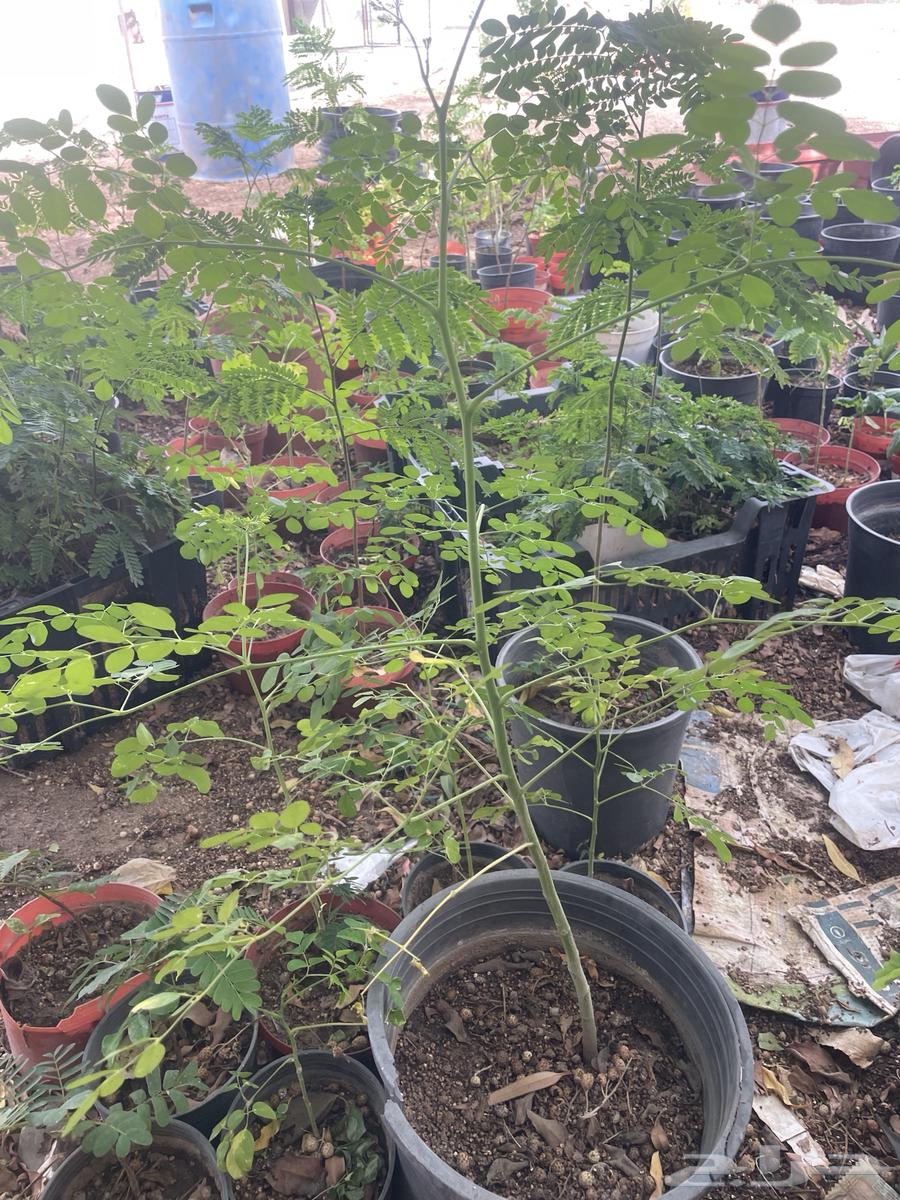 Morinqa seedlings 25 cm height, price 10 riyals, quantity available64531110794497112