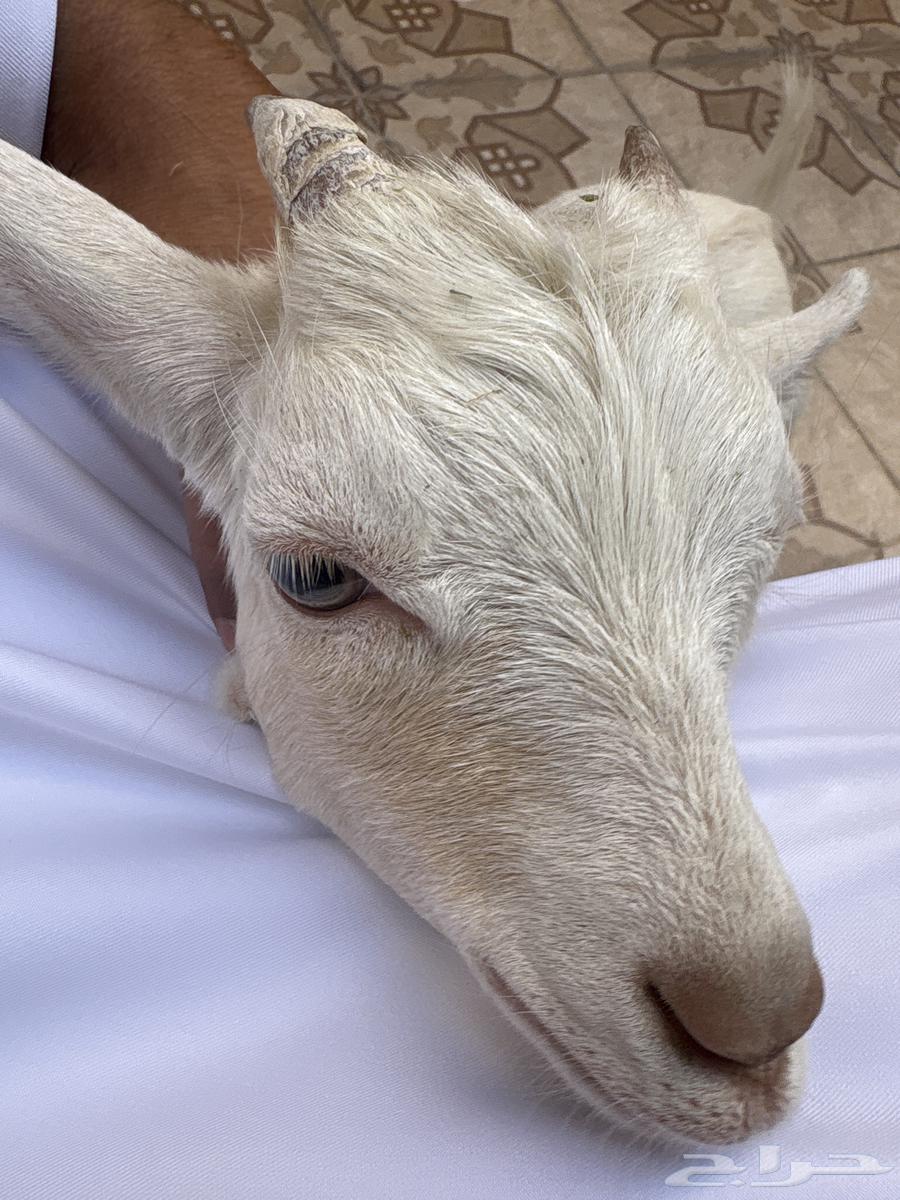 ماعز قزم للبيع 6شهور الحد الادني 200064530261874435111