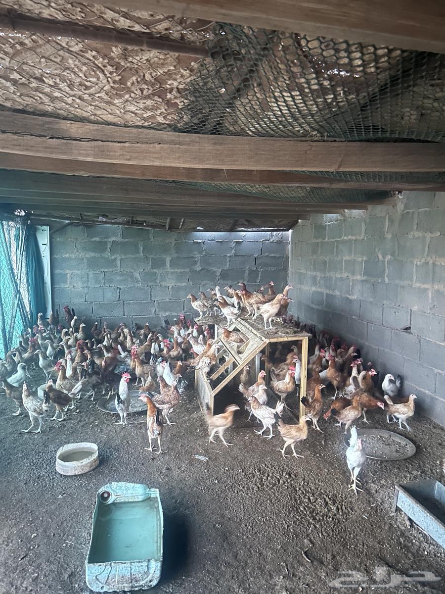 دجاج للبيع على السوم64534085172353111