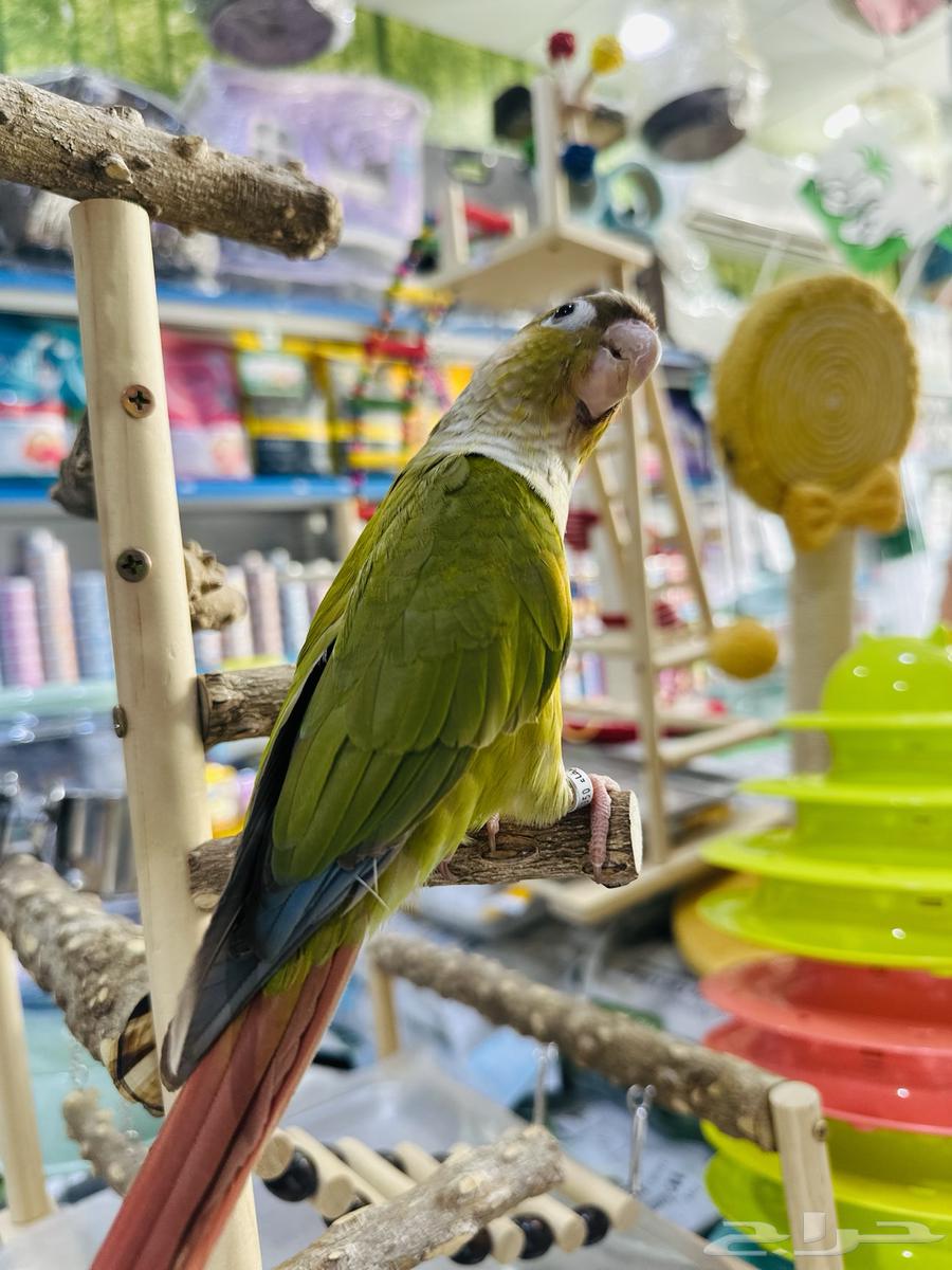 ببغاء اليف64529605603457111